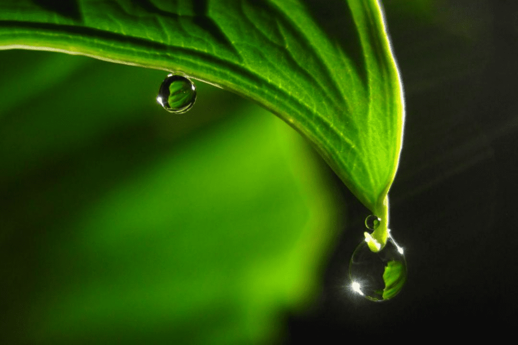 Comment imperméabiliser les groupes électrogènes diesel au printemps et en été lorsqu'il y a beaucoup de pluie ?